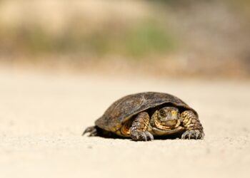 Global M&A Activity Slows as Large Deals Disappear in February